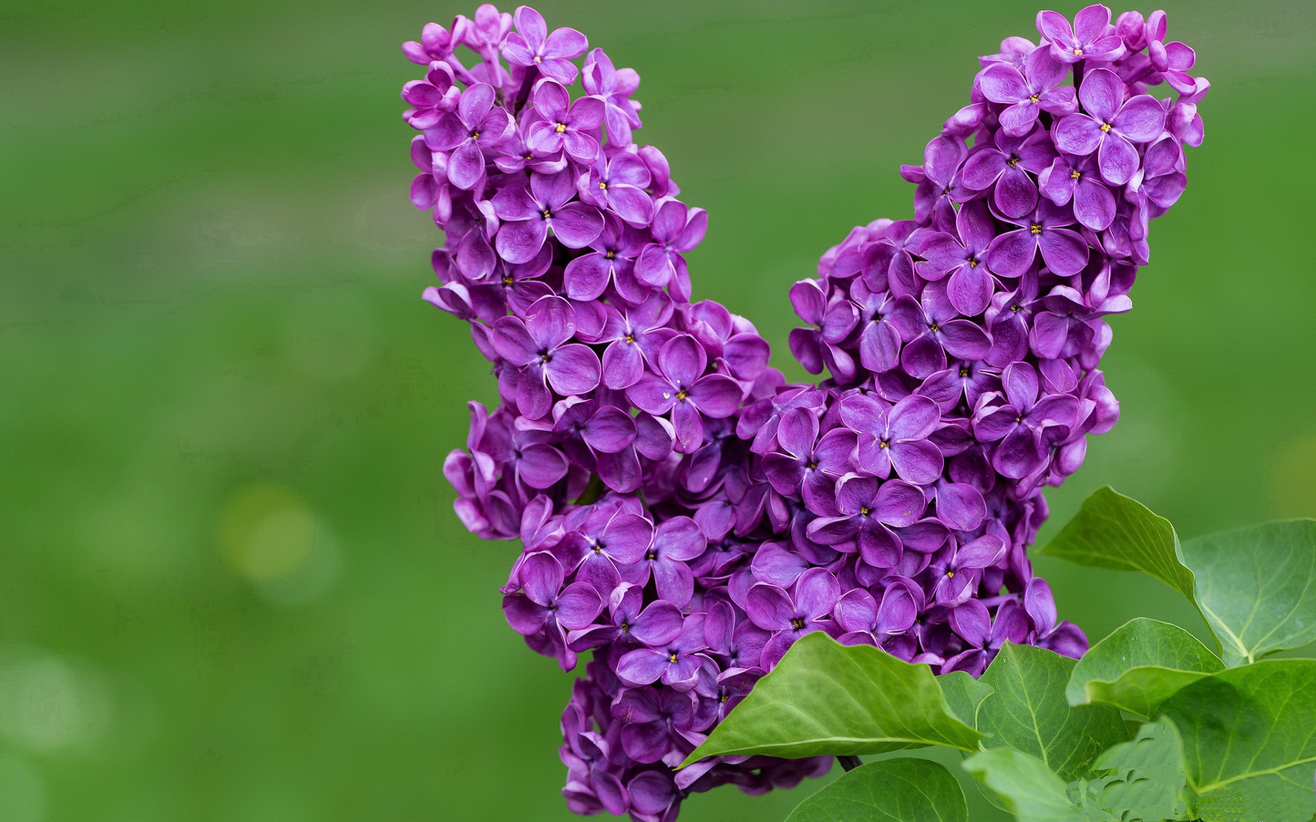 爱游戏官方-东亚杯中国青年队夺冠 球迷热情持续升温，东亚杯中国队名单