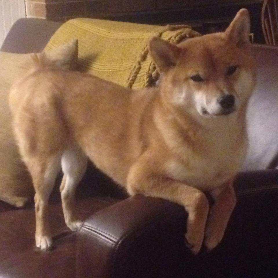 大数据平台加入膳食建议模块,大数据与健康膳食