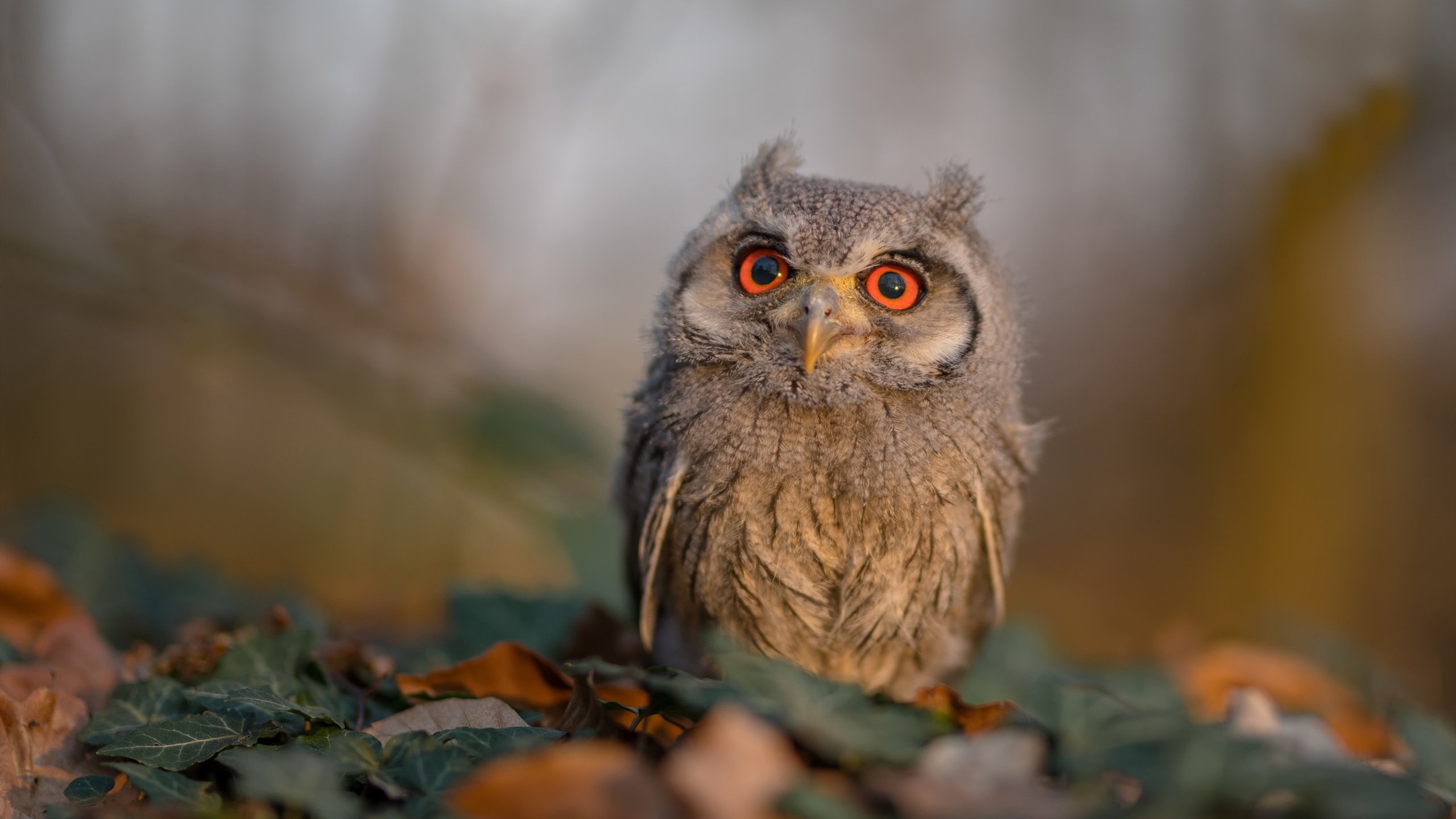 未来之路:澳大利亚队能否在国际乒乓赛事中冲击更多奖牌,澳大利亚乒乓球公开赛