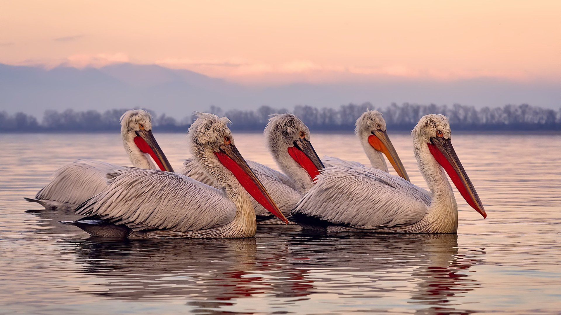世界杯火花四溅:战术变革中的精彩一幕,世界杯火吗
