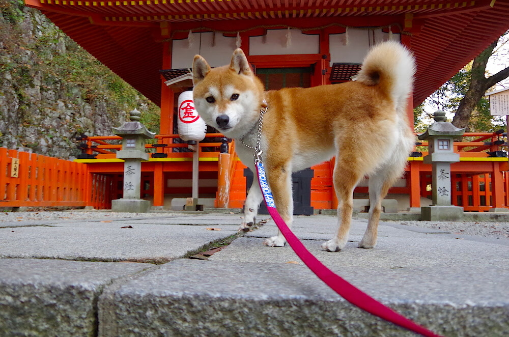 世界杯赛场技术革新的未来趋势,世界杯创新