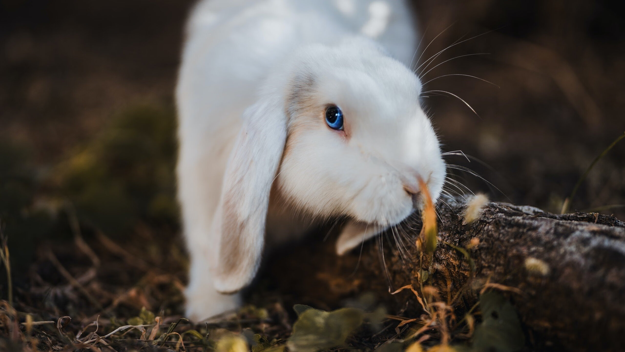 爱游戏娱乐平台-中立代表队A仰泳选手实力大幅提升，仰泳中国队