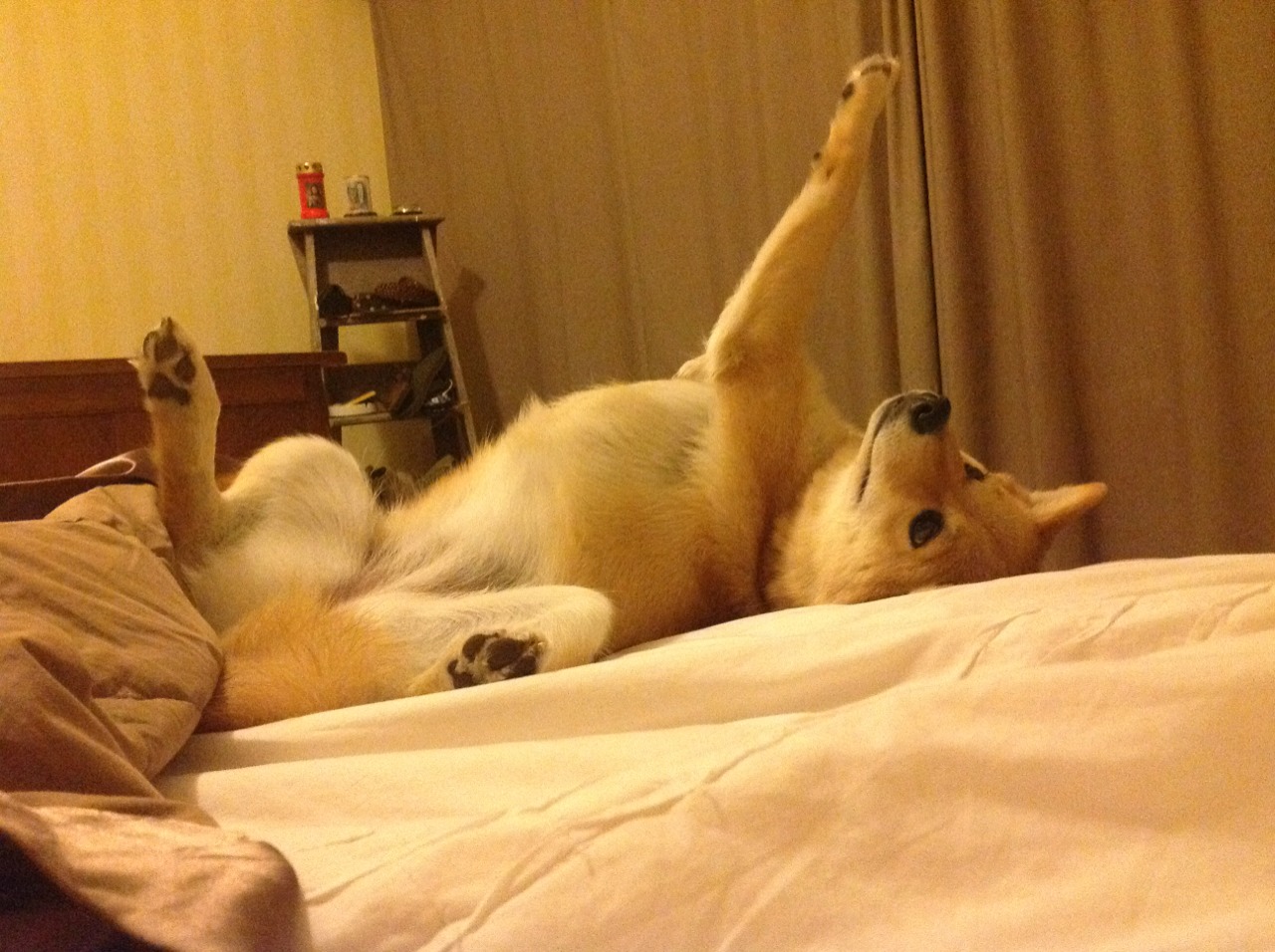 公牛封闭训练内容曝光战术布置详细,公牛breaker