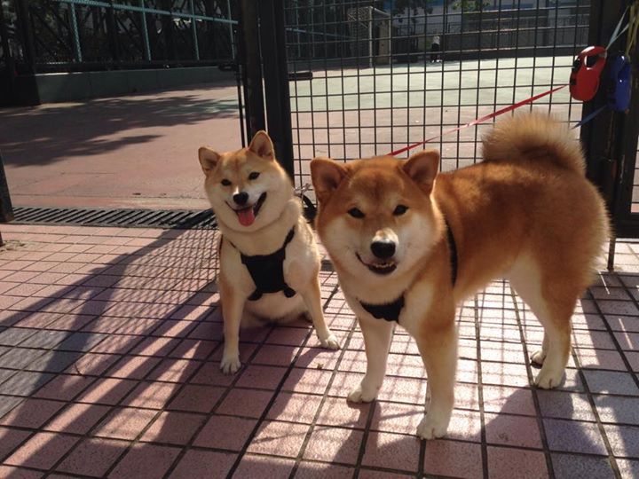 爱游戏体育平台-字母哥火力全开雄鹿东部前四稳固，字母哥在雄鹿地位