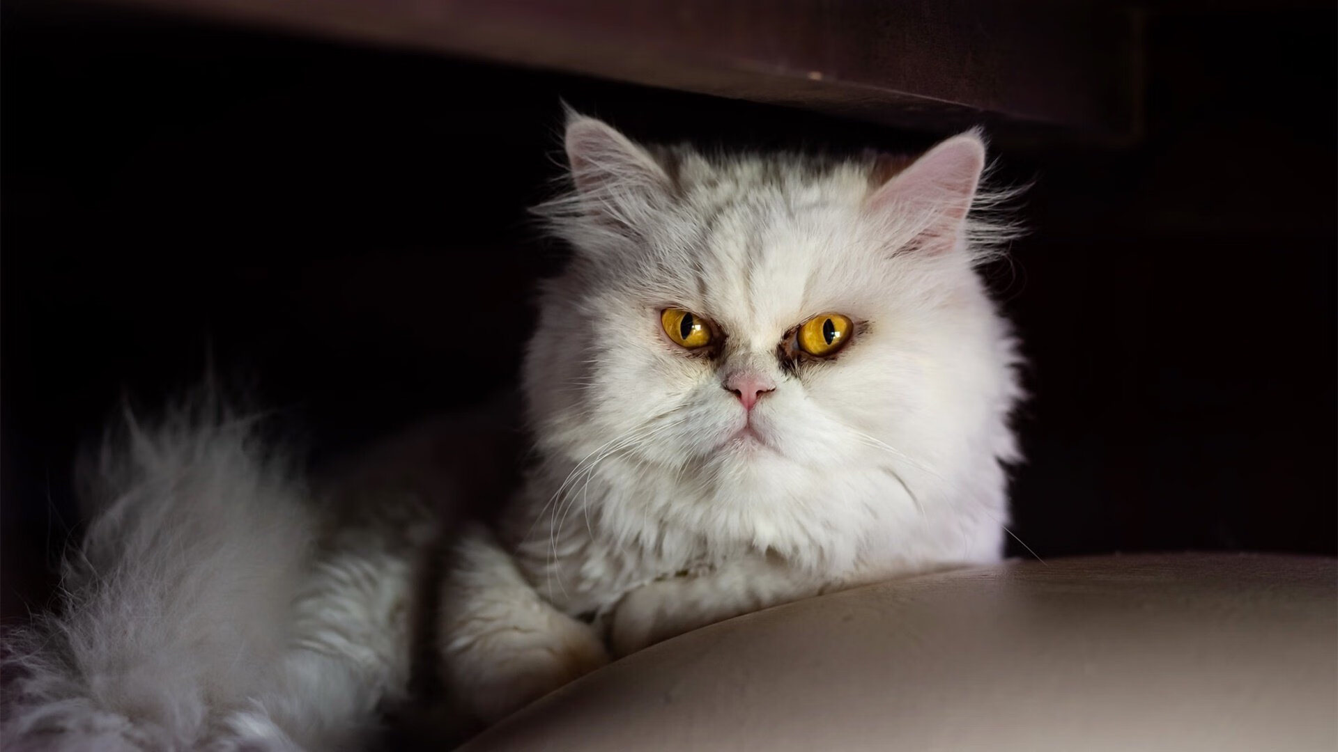 爱游戏app下载-希腊女篮在欧洲锦标赛中夺冠，延续传统强势，希腊女球迷