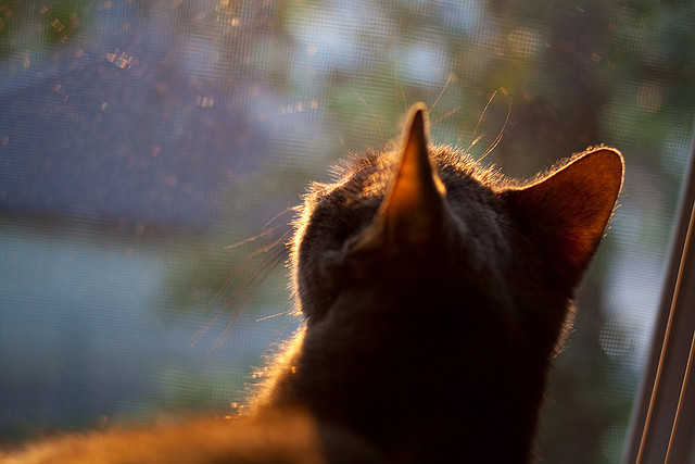 拉恩:他让全黑队的外线进攻充满了极速与爆发,防线根本无法阻挡