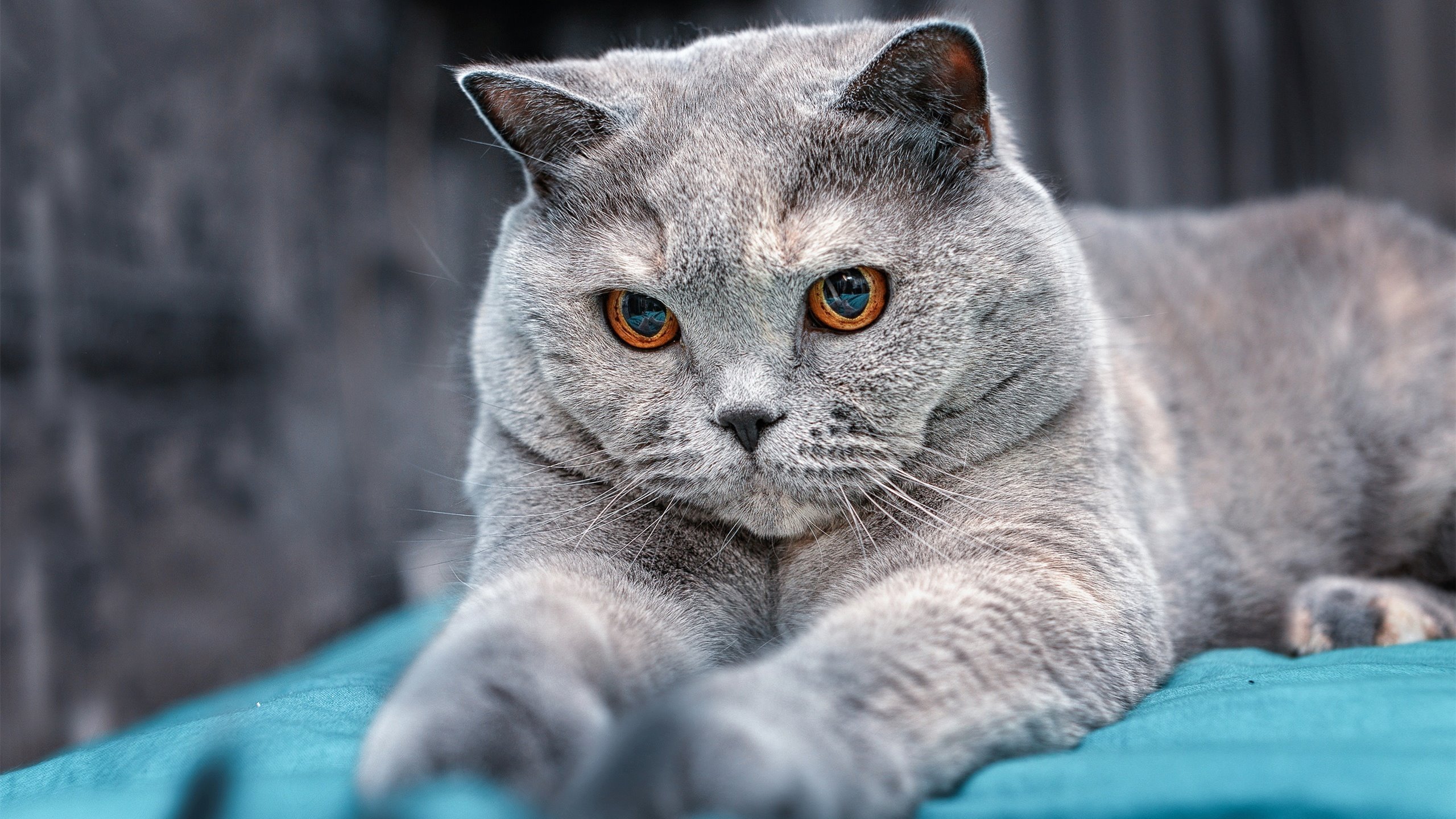 独行侠核心前锋连续命中远投展现强大信心,独行侠首发控卫