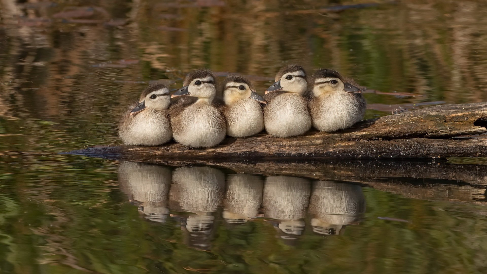 电子竞技全球赛事回放,电子竞技赛事看点