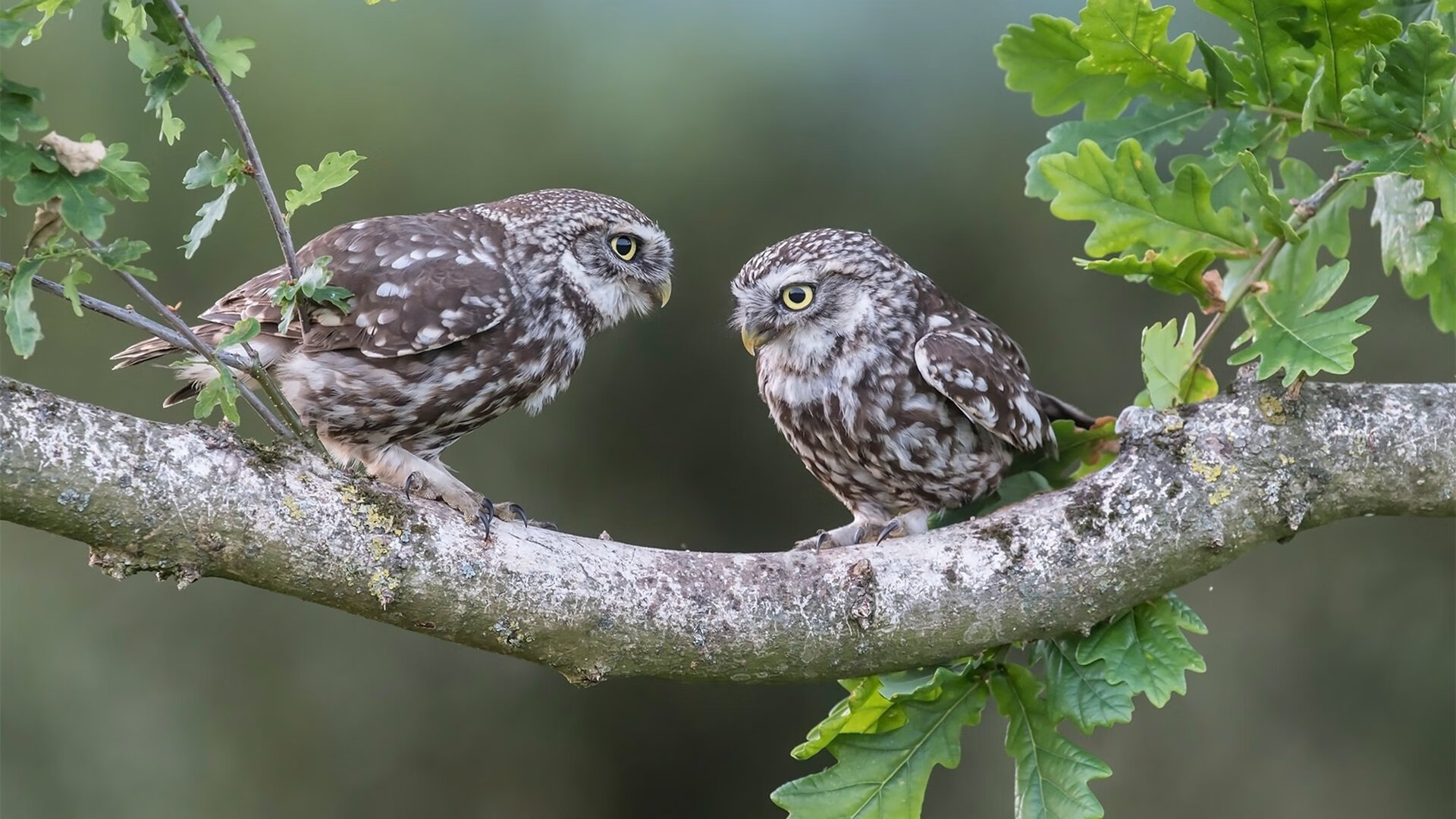 爱游戏在线登录入口-英橄协与大学共建运动科学中心，美国英式橄榄球大联盟